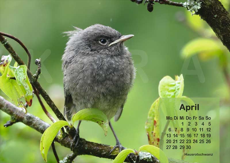 Vogelkalender 2026 Hausrotschwanz