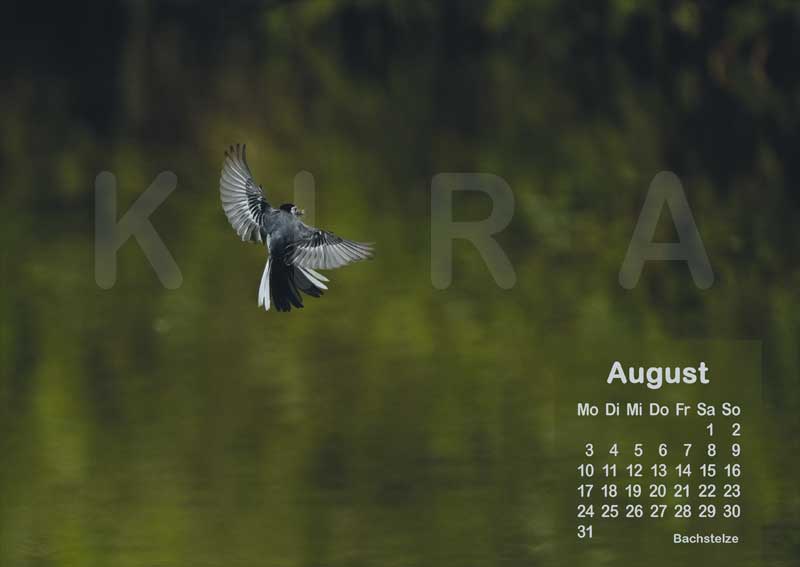 Vogelkalender 2026 Bachstelze