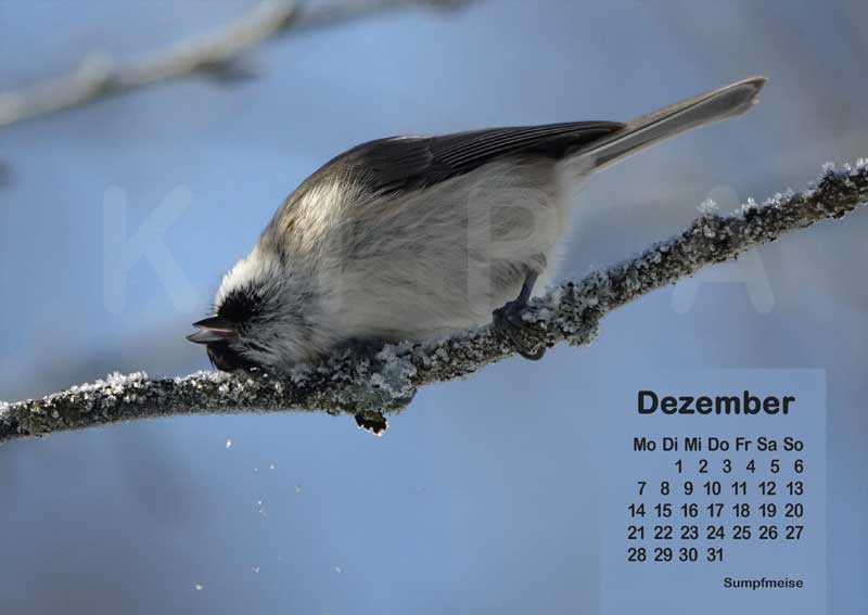 Vogelkalender 2026 Sumpfmeise