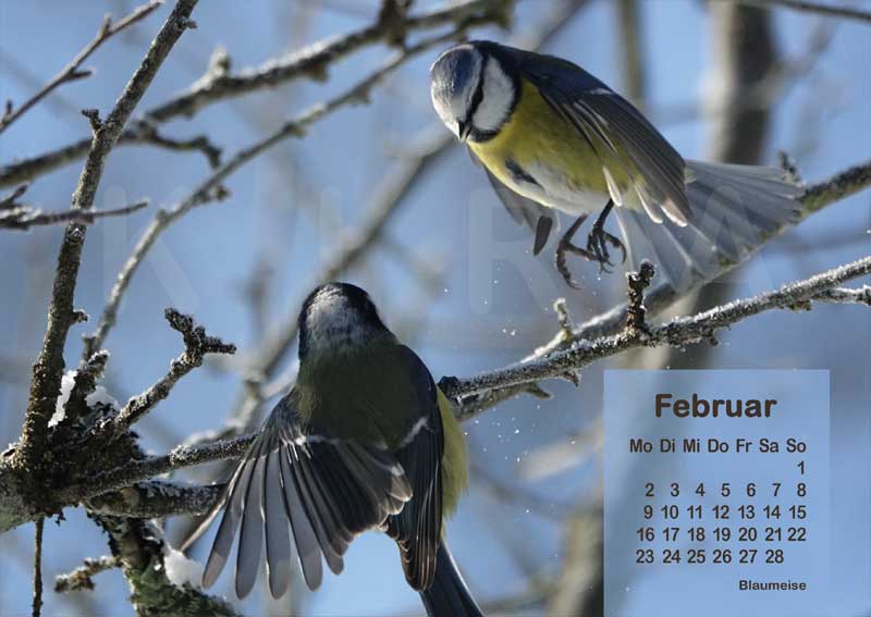 Vogelkalender 2026 Blaumeisen