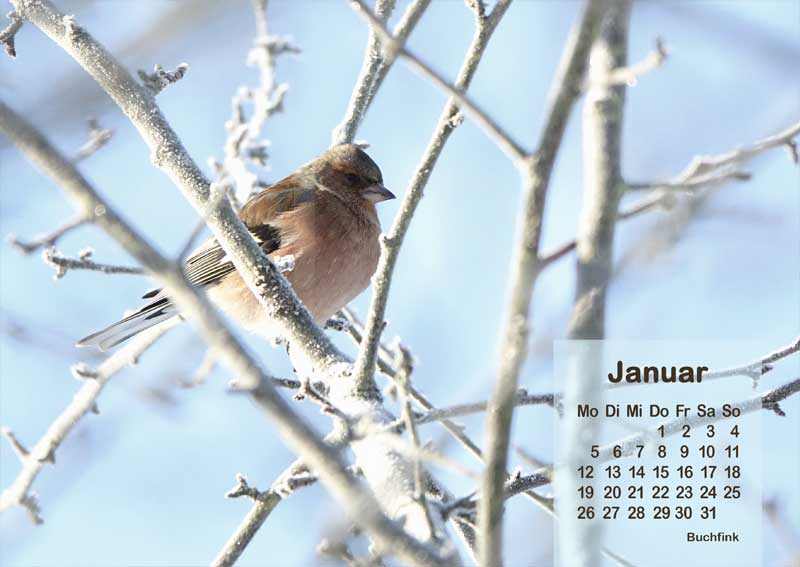 Vogelkalender 2026 Buchfink