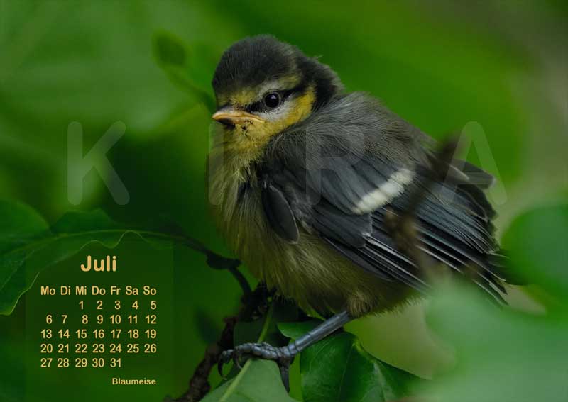 Vogelkalender 2026 Blaumeise