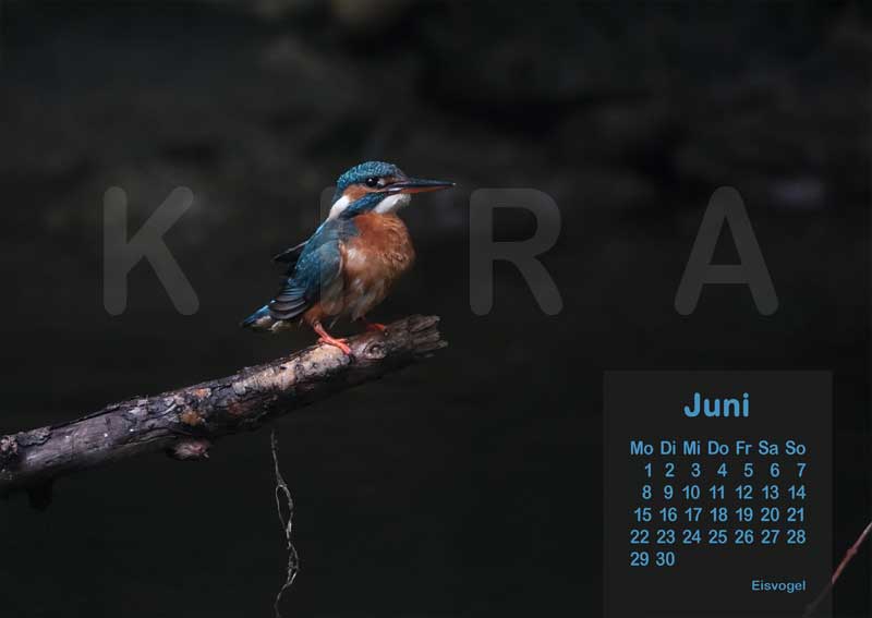 Vogelkalender 2026 Eisvogel