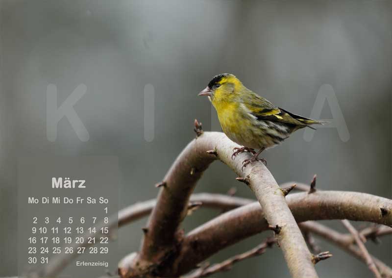 Vogelkalender 2026 Erlenzeisig