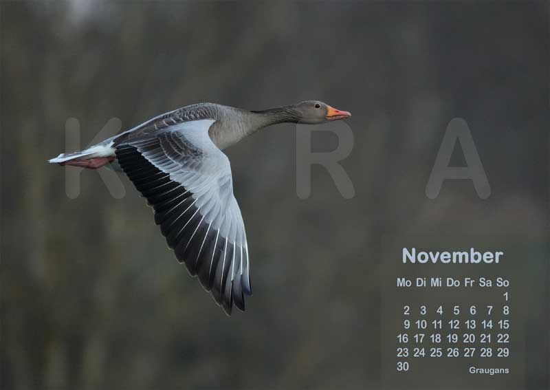 Vogelkalender 2026 Graugans