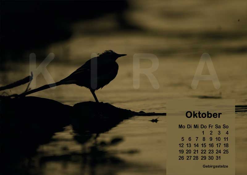 Vogelkalender 2026 Gebirgsstelze
