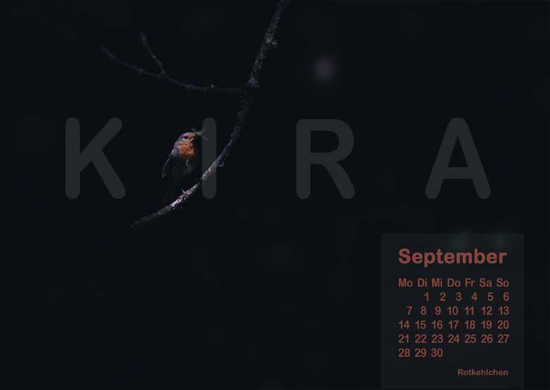 Vogelkalender 2026 Rotkehlchen